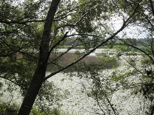 Lago Cospeito